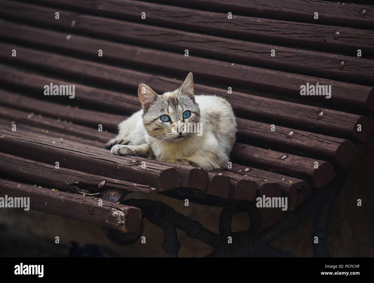 Stray cat on a bench Stock Photo - Alamy