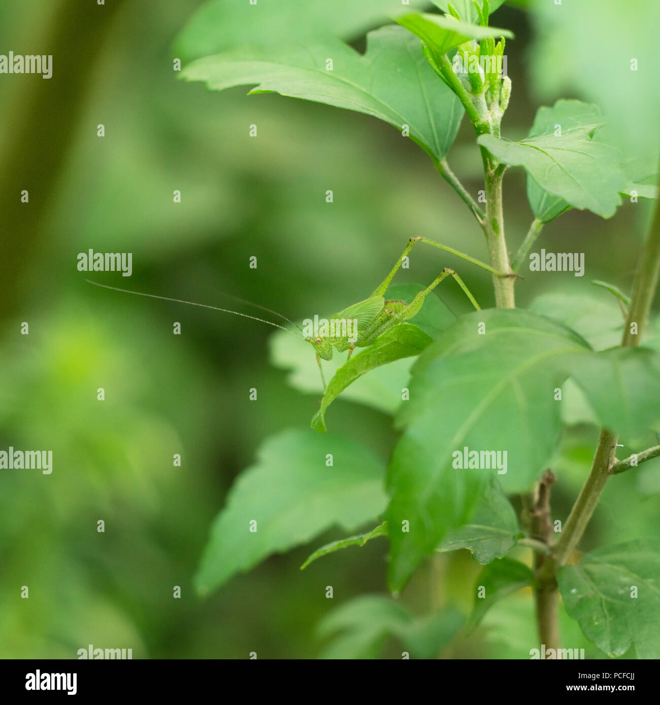 Bright green on a hibiscus bush Stock Photo Alamy