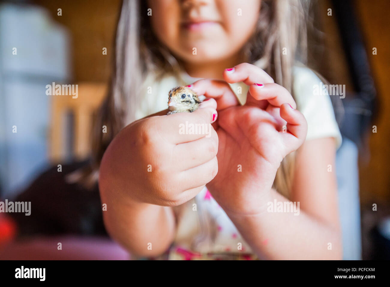 Little Girl Holds In Hands Baby Quail On Poultry Farm Stock Photo