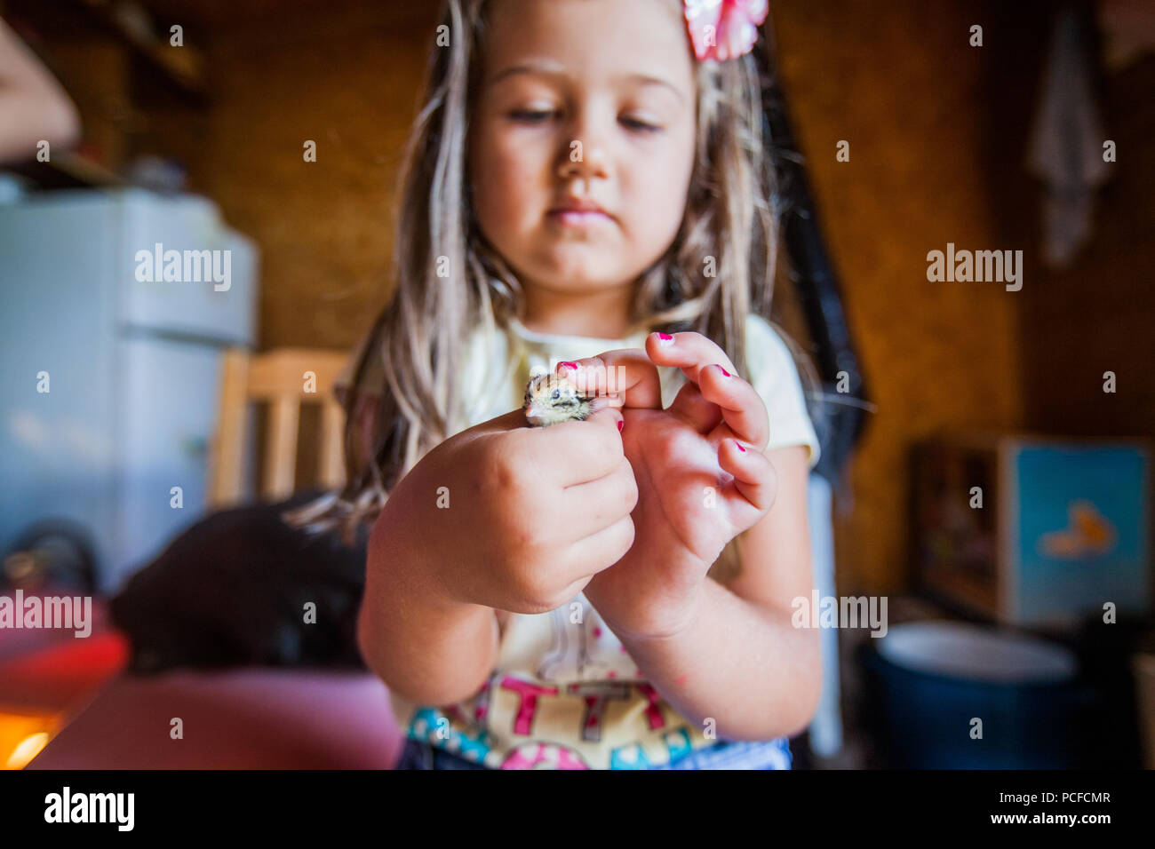 Little Girl Holds In Hands Baby Quail On Poultry Farm Stock Photo