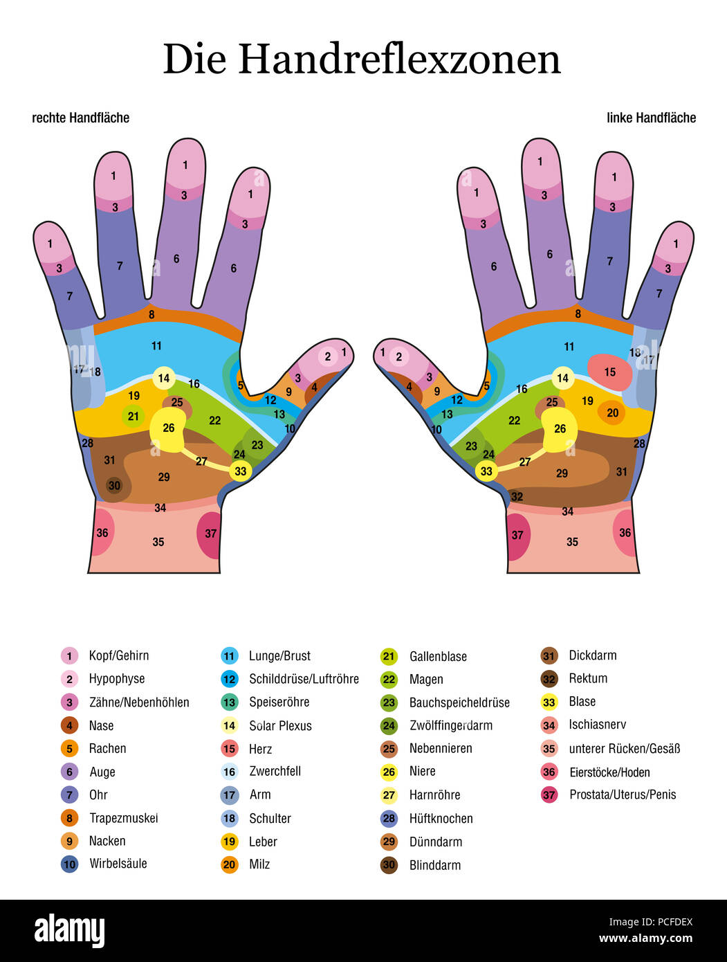 Hand reflexology. German language. Alternative acupressure and physiotherapy health treatment. Zone massage chart with colored areas. Stock Photo
