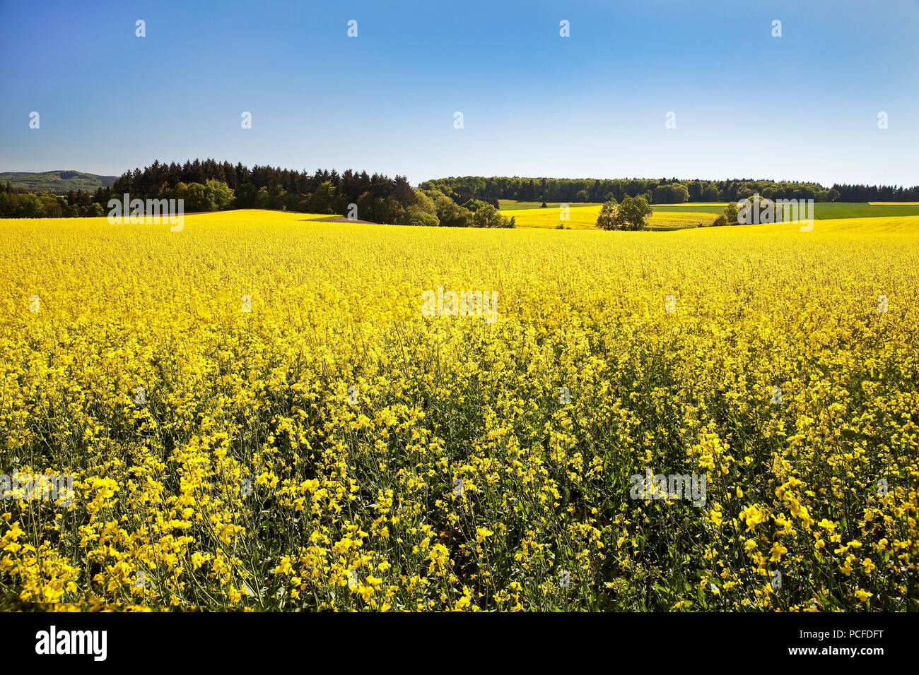 Rape field, Mayen, Eifel, Rhineland-Palatinate, Germany Stock Photo