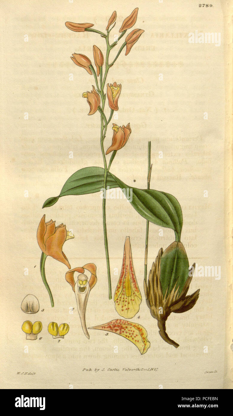 84 Bifrenaria racemosa (as Maxillaria racemosa) - Curtis' 54 (N.S. 1) pl. 2789 (1827) Stock Photo