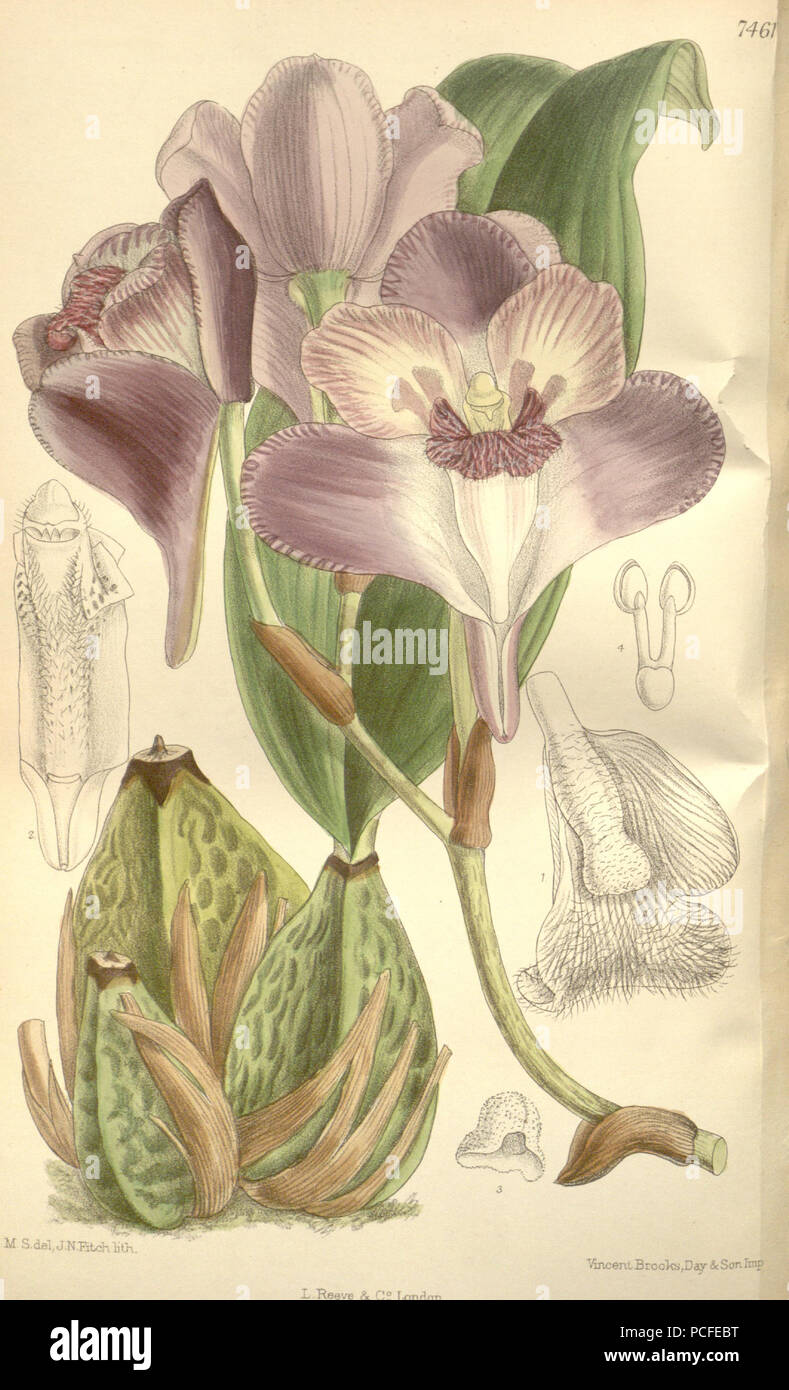 84 Bifrenaria tyrianthina - Curtis' 133 tab 7461 (1896) Stock Photo