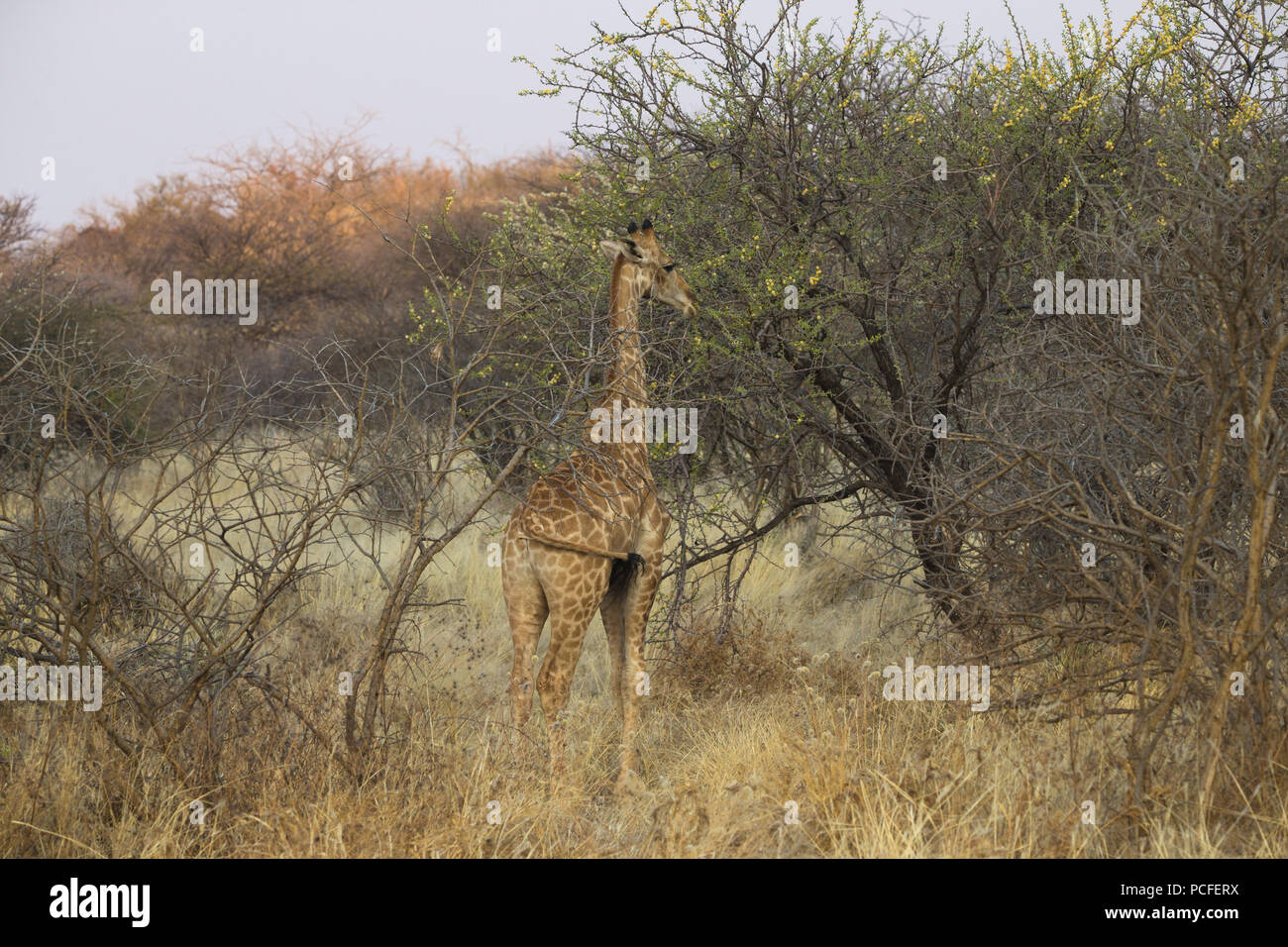 a small juvenile Giraffe (Giraffa camelopardalis) standing against a tree in the African savannah in Erindi game reserve, Namibia Stock Photo