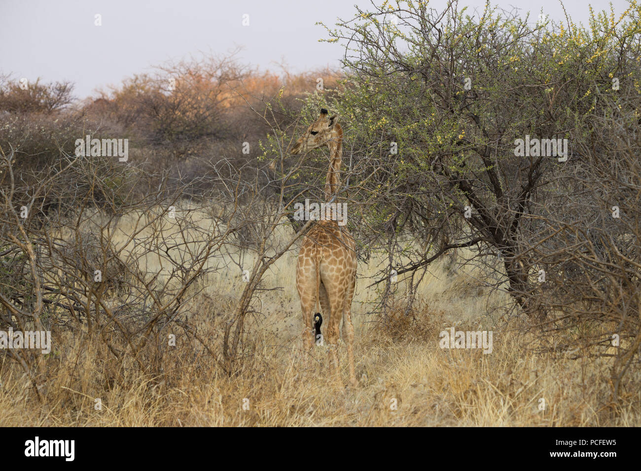 a small juvenile Giraffe (Giraffa camelopardalis) standing against a tree in the African savannah in Erindi game reserve, Namibia Stock Photo