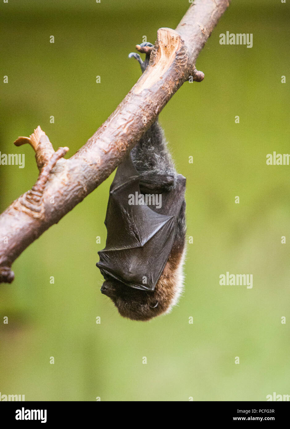 Megabat hires stock photography and images Alamy