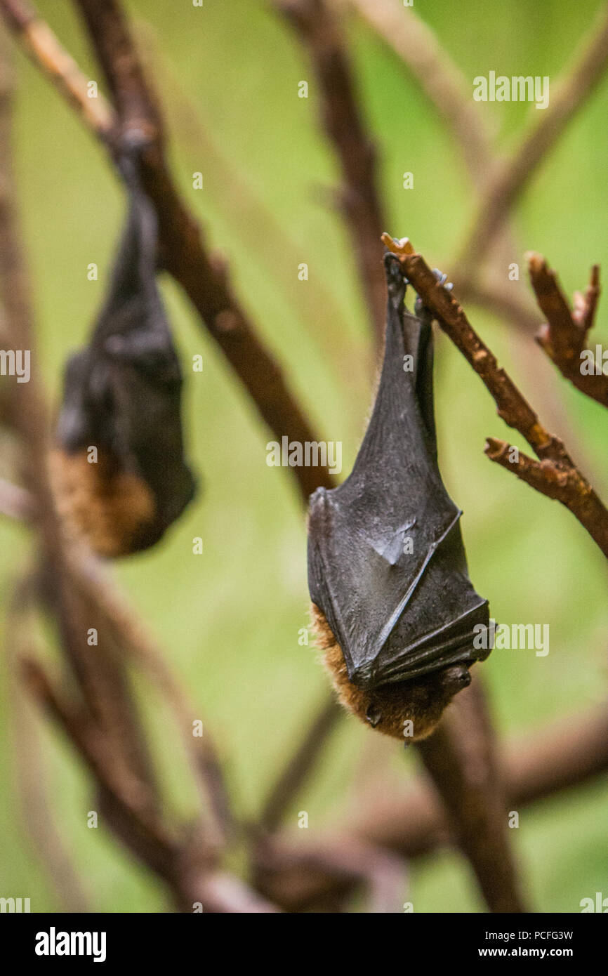 Fruit bats hanging from branches Stock Photo Alamy