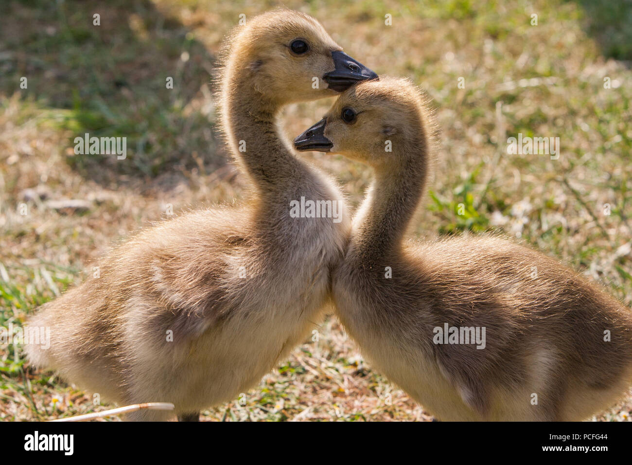 Two goslings Stock Photo