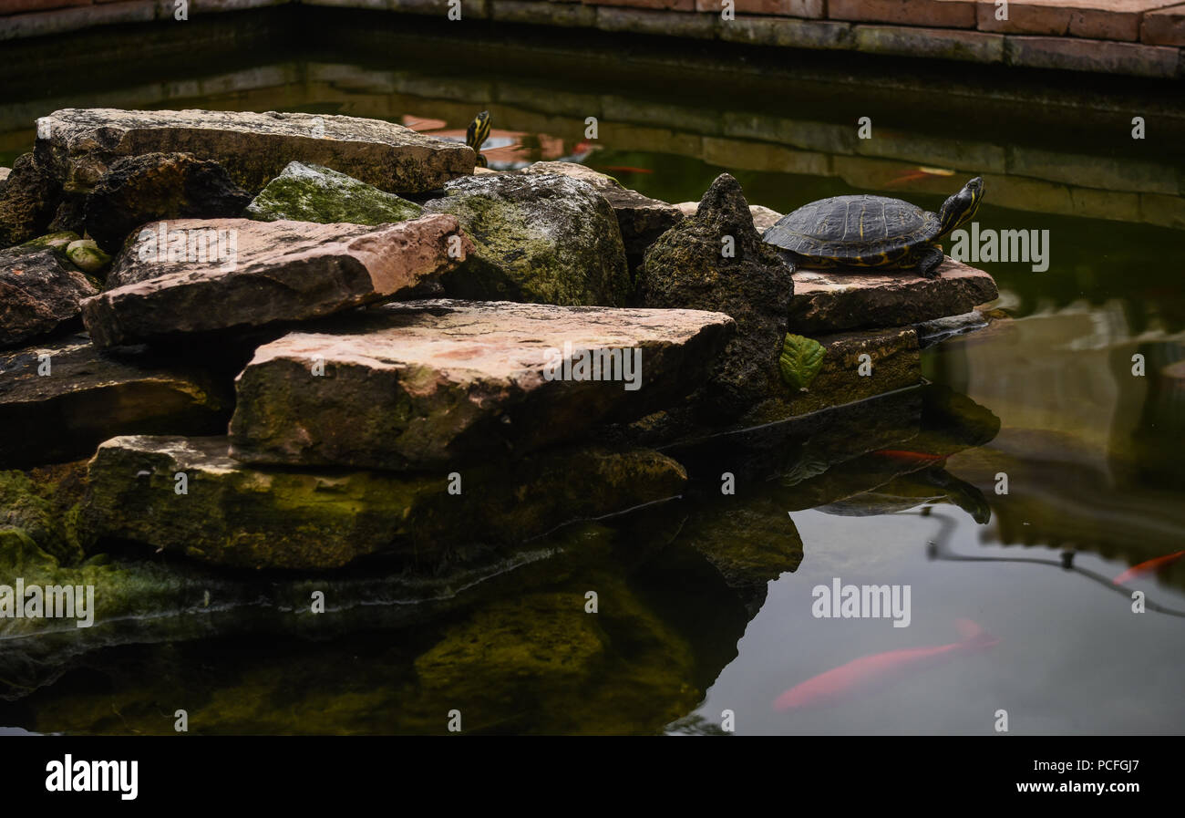 turtles inside a pond Stock Photo Alamy