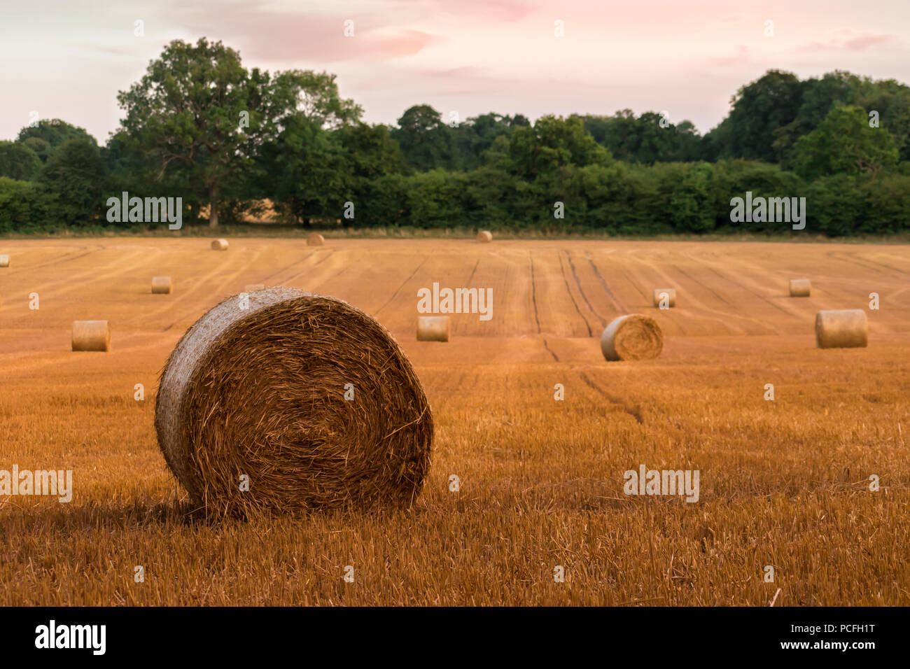 Round hay bales at sunset on farmland in West Sussex, UK, after a prolonged period of dry hot weather creating an early harvest. Stock Photo