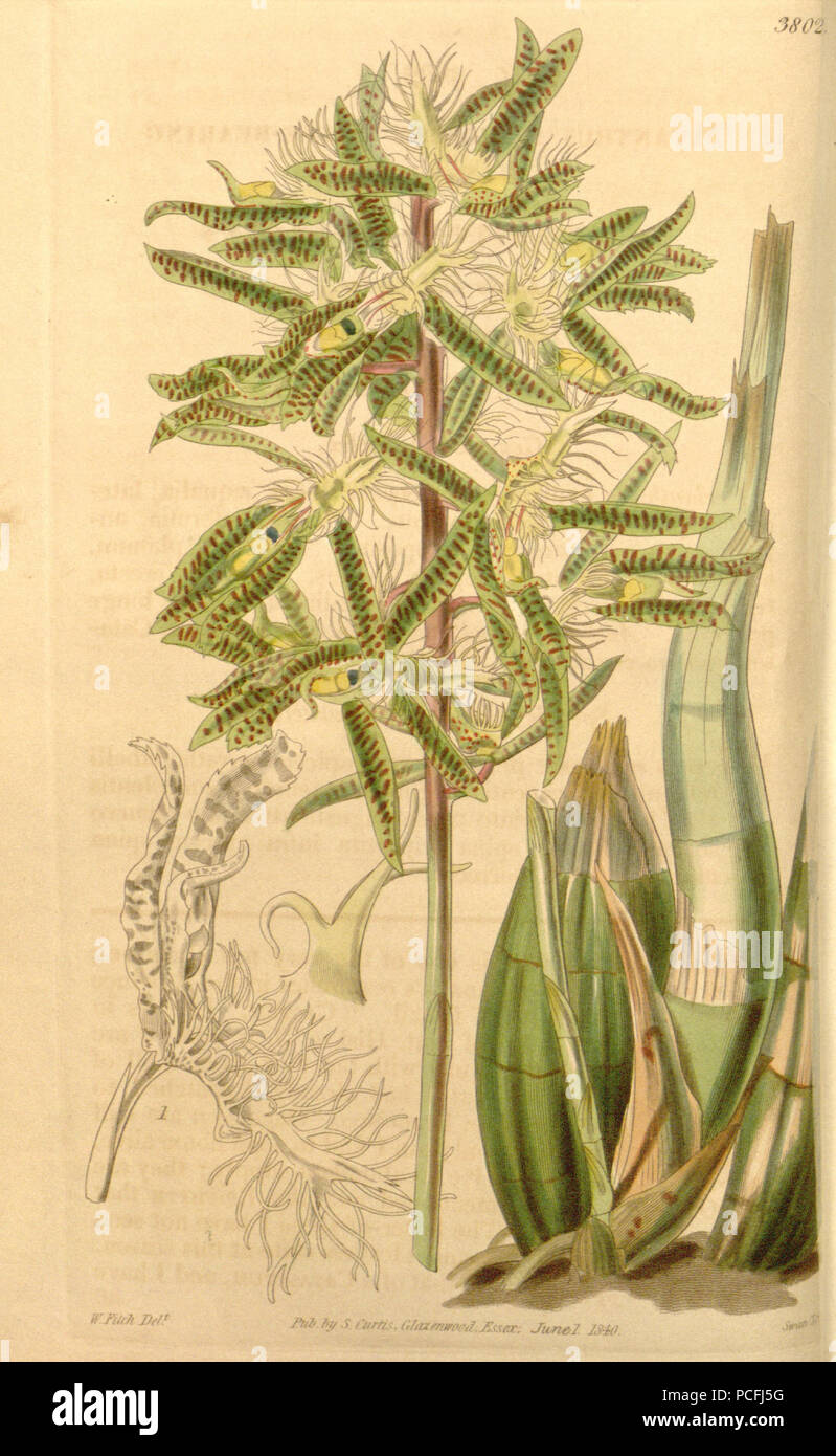 118 Catasetum barbatum (as Myanthus spinosus) - Curtis' 67 (N.S. 14) pl. 3802 (1841) Stock Photo