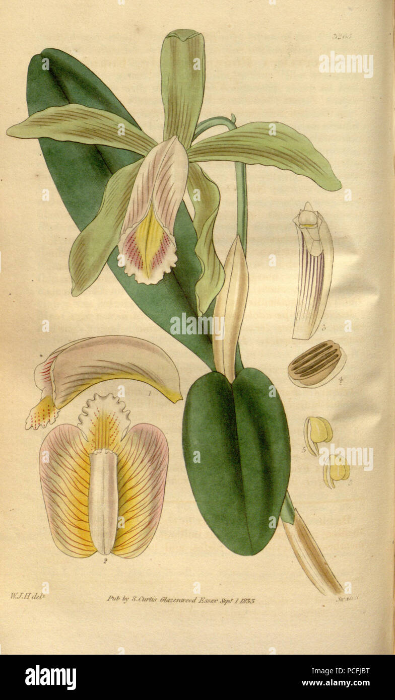 119 Cattleya forbesii - Curtis' 60 (N.S. 7) pl. 3265 (1833) Stock Photo