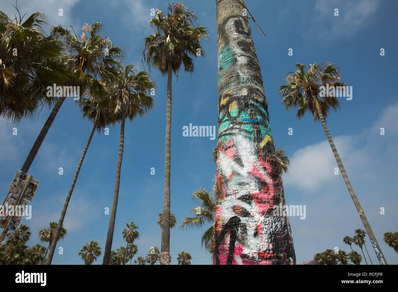 Graffiti and Palm Trees, Venice Beach, Los Angeles, California, United