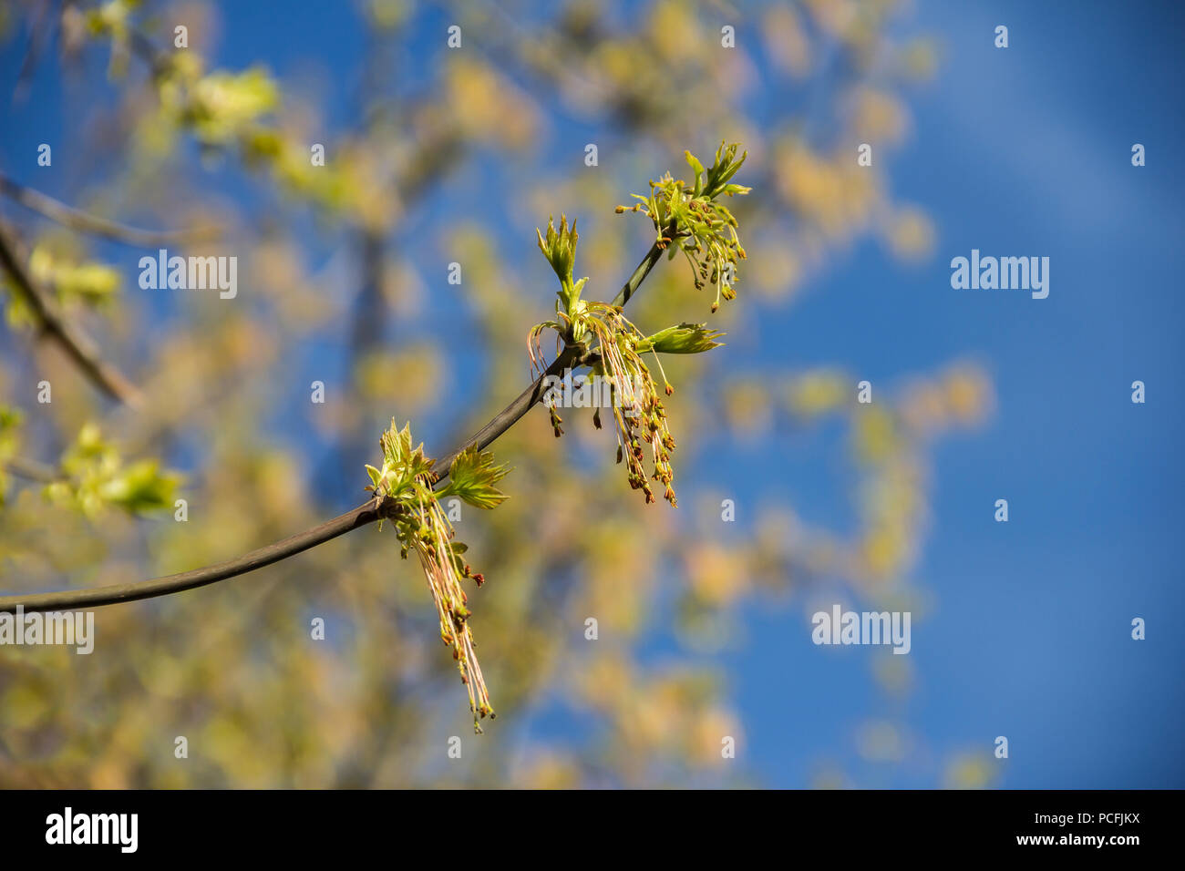 Spring blossoming of the ash-leaved maple tree, Acer negundo, close up shot against blurry branches and sky background Stock Photo