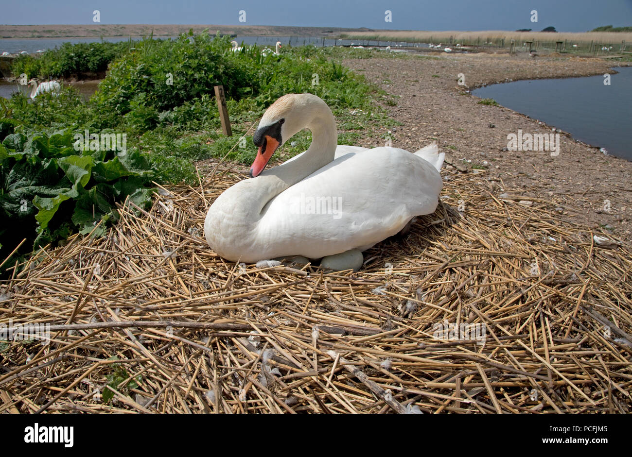 Mute swan Cygnus olor at nest Abbotsbury Swannery Dorset Stock Photo