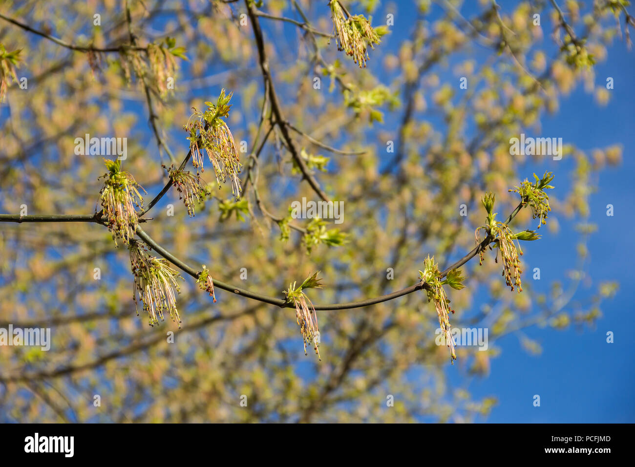 Spring blossoming of the ash-leaved maple tree, Acer negundo, close up shot against blurry branches and sky background Stock Photo