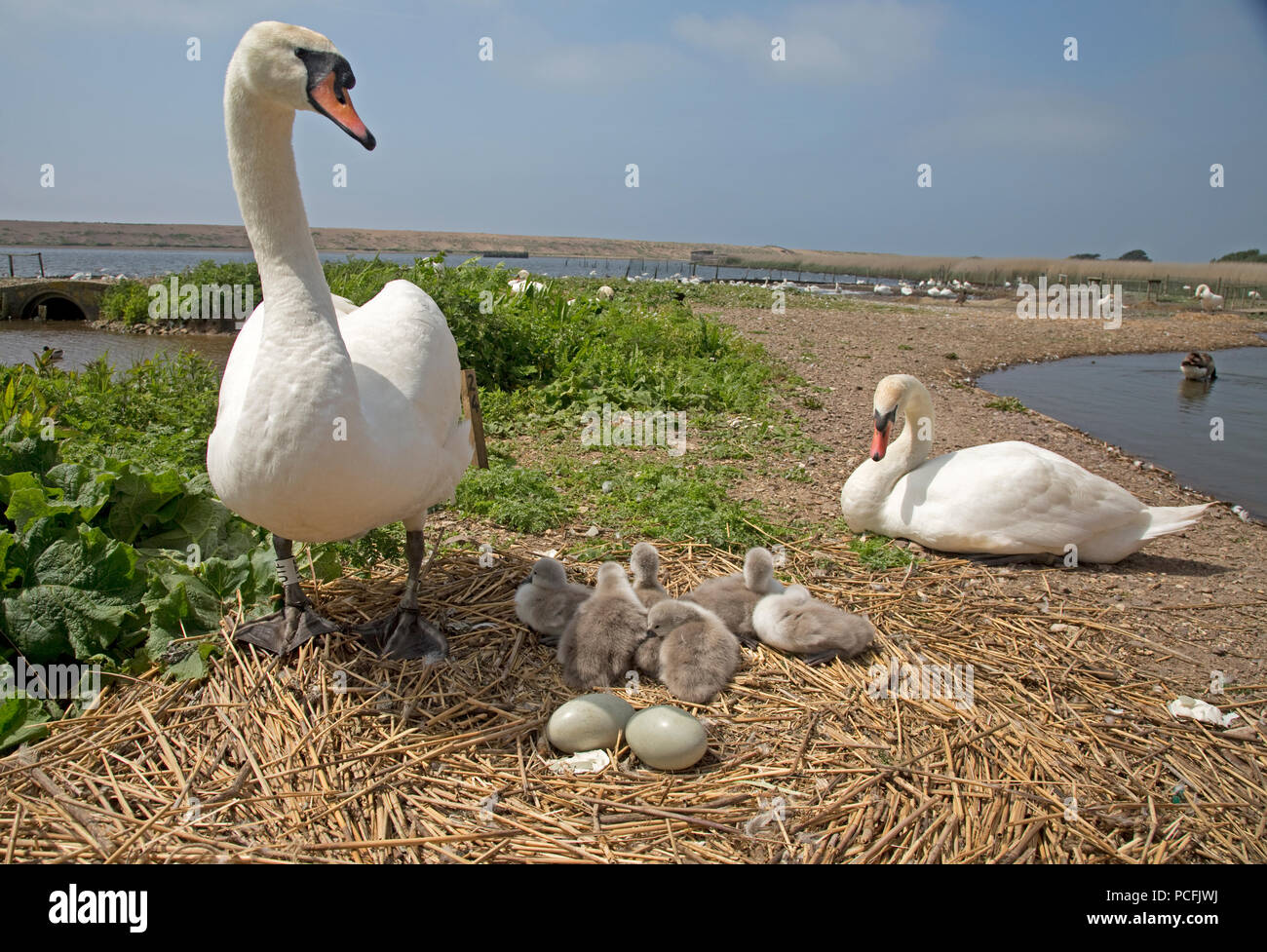 Pair of mute swans Cygnus olor at nest Abbotsbury Swannery Dorset Stock Photo