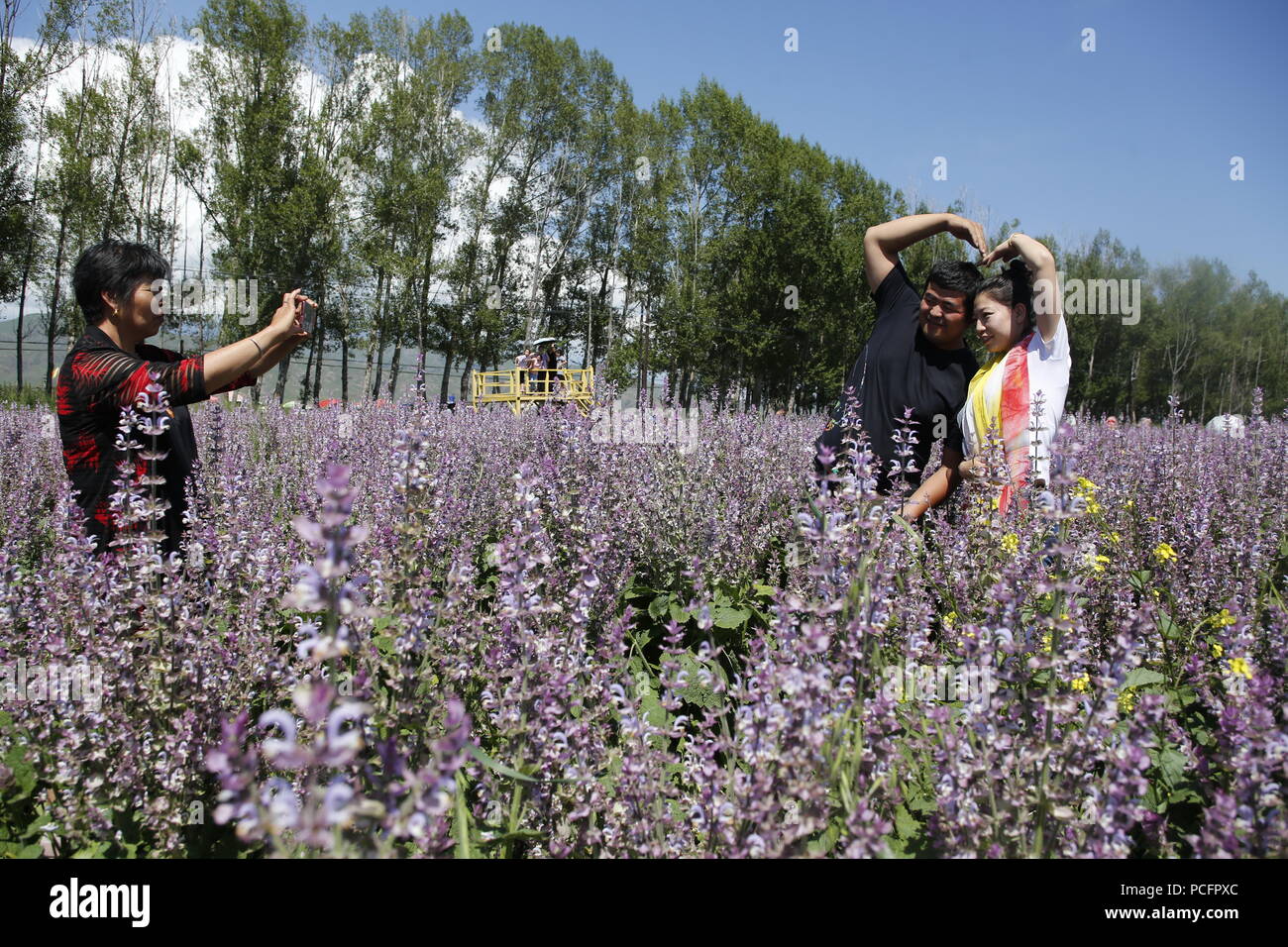 Zhaosu, China's Xinjiang Uygur Autonomous Region. 1st Aug, 2018. Tourists pose for photos at a sweet basil flower field in Zhaosu County, northwest China's Xinjiang Uygur Autonomous Region, Aug. 1, 2018. The local government has accelerated infrastructure construction and improved ecological conservation. Credit: Huang Zhen/Xinhua/Alamy Live News Stock Photo