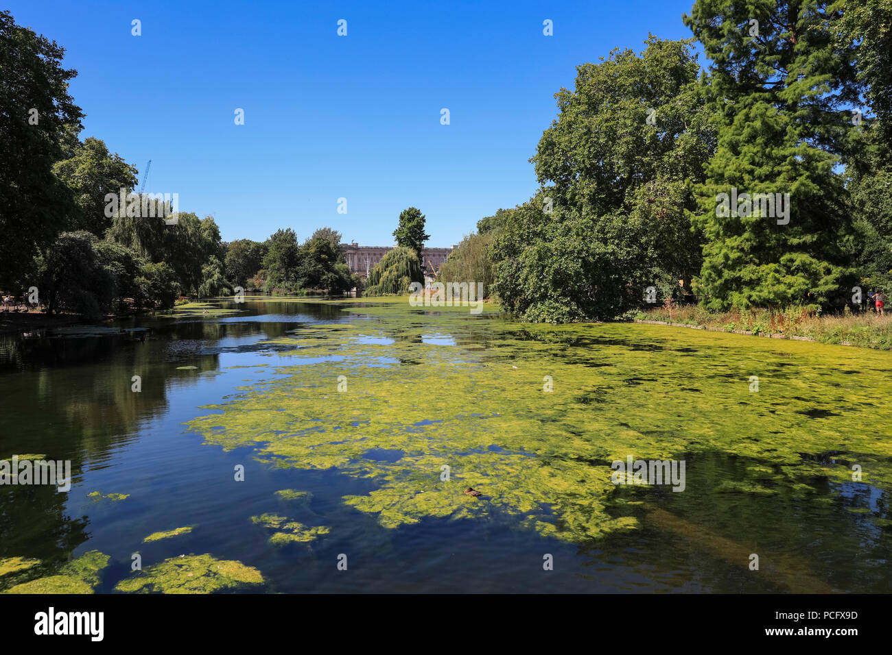 St James's Park, London, UK, 2nd August 2018. The lake and greenery in St James's Park are bathed in beautiful summer sunshine as temperatures once again rise in central London. Credit: Imageplotter News and Sports/Alamy Live News Stock Photo