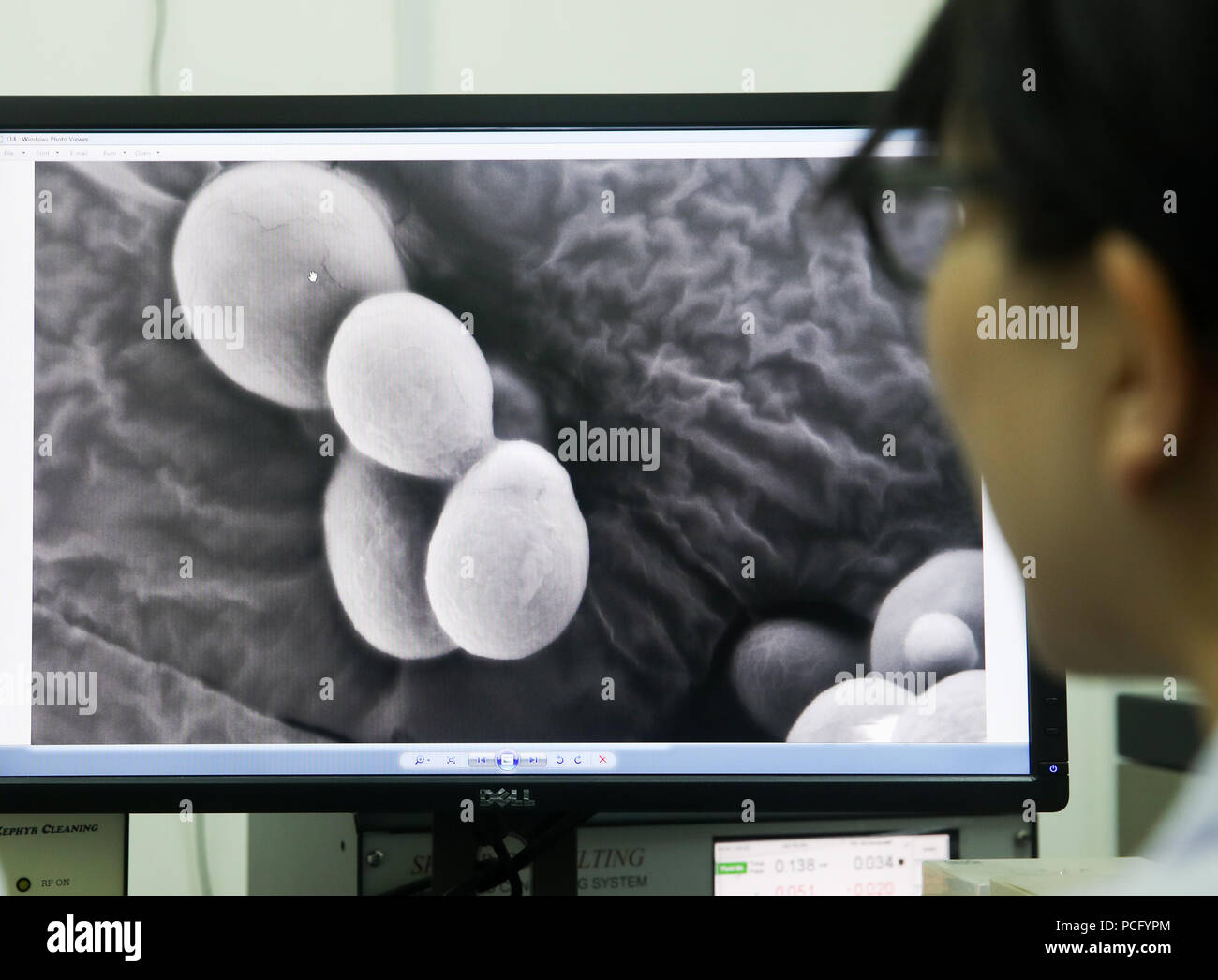 (180802) -- SHANGHAI, Aug. 2, 2018 (Xinhua) -- A team member of molecular biologist Qin Zhongjun watches a single chromosome yeast strain through electron microscope at the Center for Excellence in Molecular Plant Sciences, Shanghai Institute of Plant Physiology and Ecology, of Chinese Academy of Sciences in Shanghai, east China, July 31, 2018. Brewer's yeast, one-third of whose genome is said to share ancestry with a human's, has 16 chromosomes. However, Chinese scientists have managed to fit nearly all its genetic material into just one chromosome while not affecting the majority of its func Stock Photo