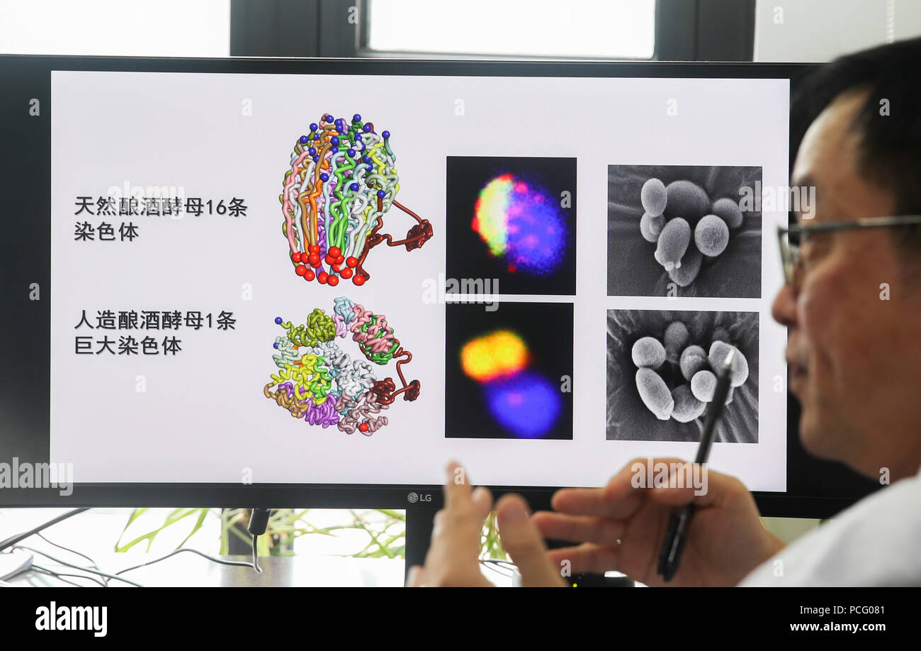 (180802) -- SHANGHAI, Aug. 2, 2018 (Xinhua) -- Qin Zhongjun, a molecular biologist at the Center for Excellence in Molecular Plant Sciences of the Shanghai Institute of Plant Physiology and Ecology under the Chinese Academy of Sciences, introduces his research in Shanghai, east China, July 31, 2018. Brewer's yeast, one-third of whose genome is said to share ancestry with humans, has 16 chromosomes. However, Chinese scientists have managed to fit nearly all its genetic material into just one chromosome while not affecting the majority of its functions, according to a paper released Thursday on  Stock Photo