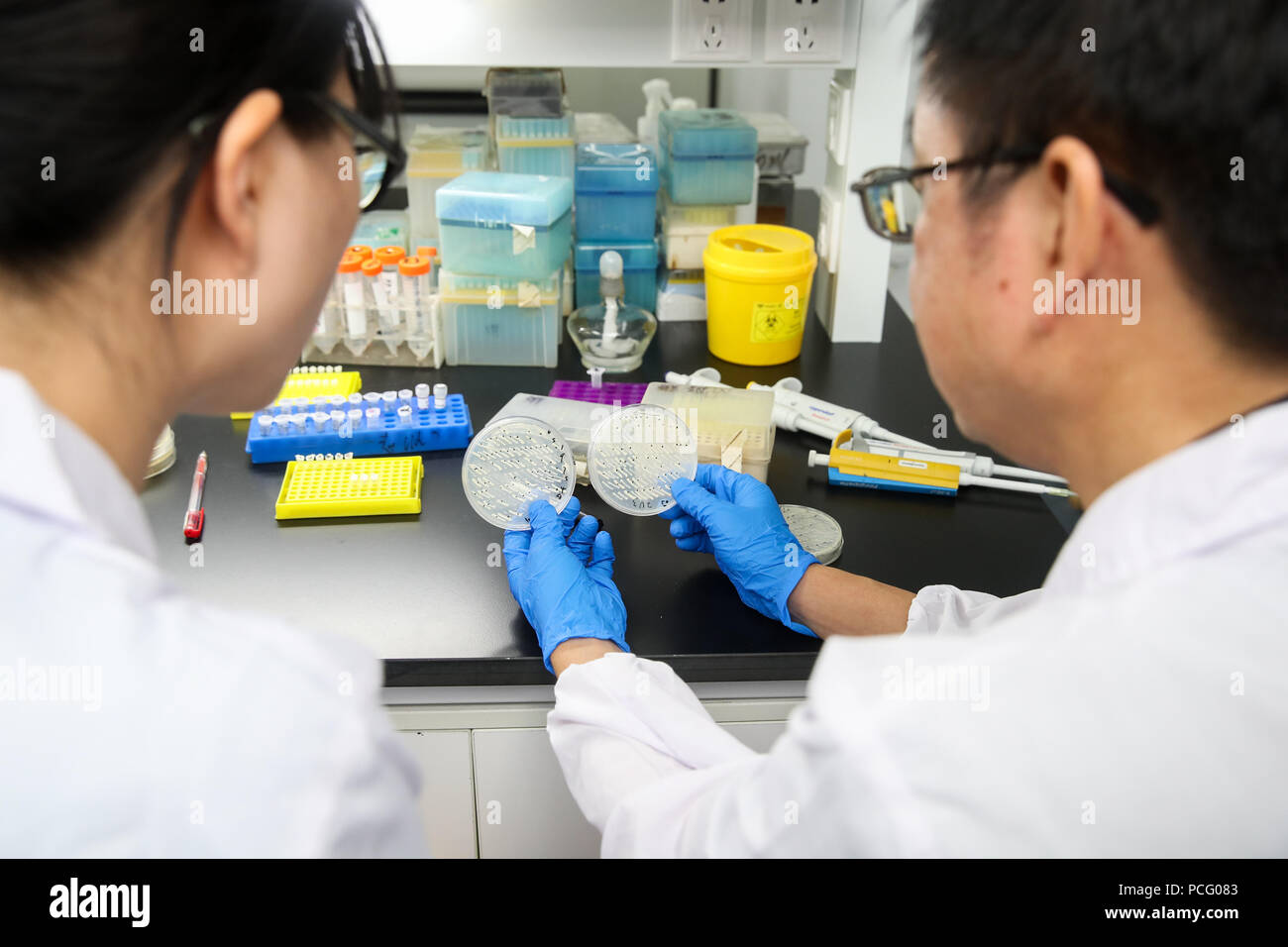 (180802) -- SHANGHAI, Aug. 2, 2018 (Xinhua) -- Qin Zhongjun (R), a molecular biologist at the Center for Excellence in Molecular Plant Sciences of the Shanghai Institute of Plant Physiology and Ecology under the Chinese Academy of Sciences, discusses with his team member in Shanghai, east China, July 31, 2018. Brewer's yeast, one-third of whose genome is said to share ancestry with humans, has 16 chromosomes. However, Chinese scientists have managed to fit nearly all its genetic material into just one chromosome while not affecting the majority of its functions, according to a paper released T Stock Photo