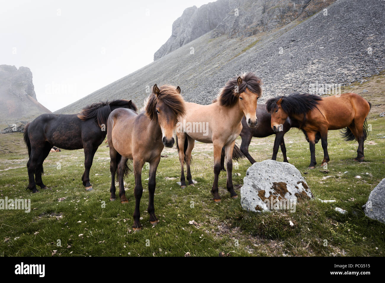 Icelandic horses on mountains background Stock Photo