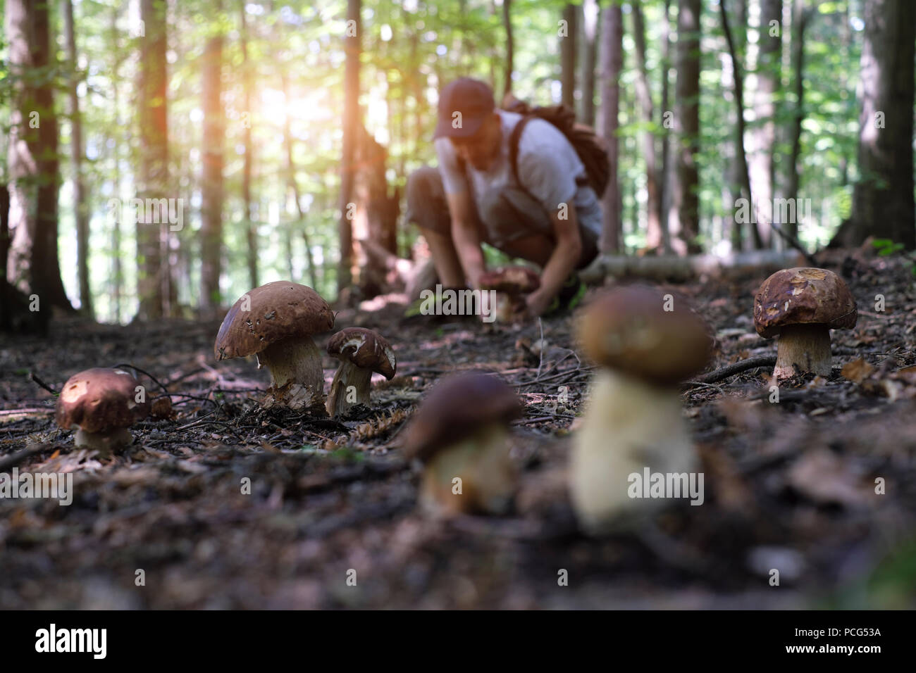 Man collect mushrooms Stock Photo