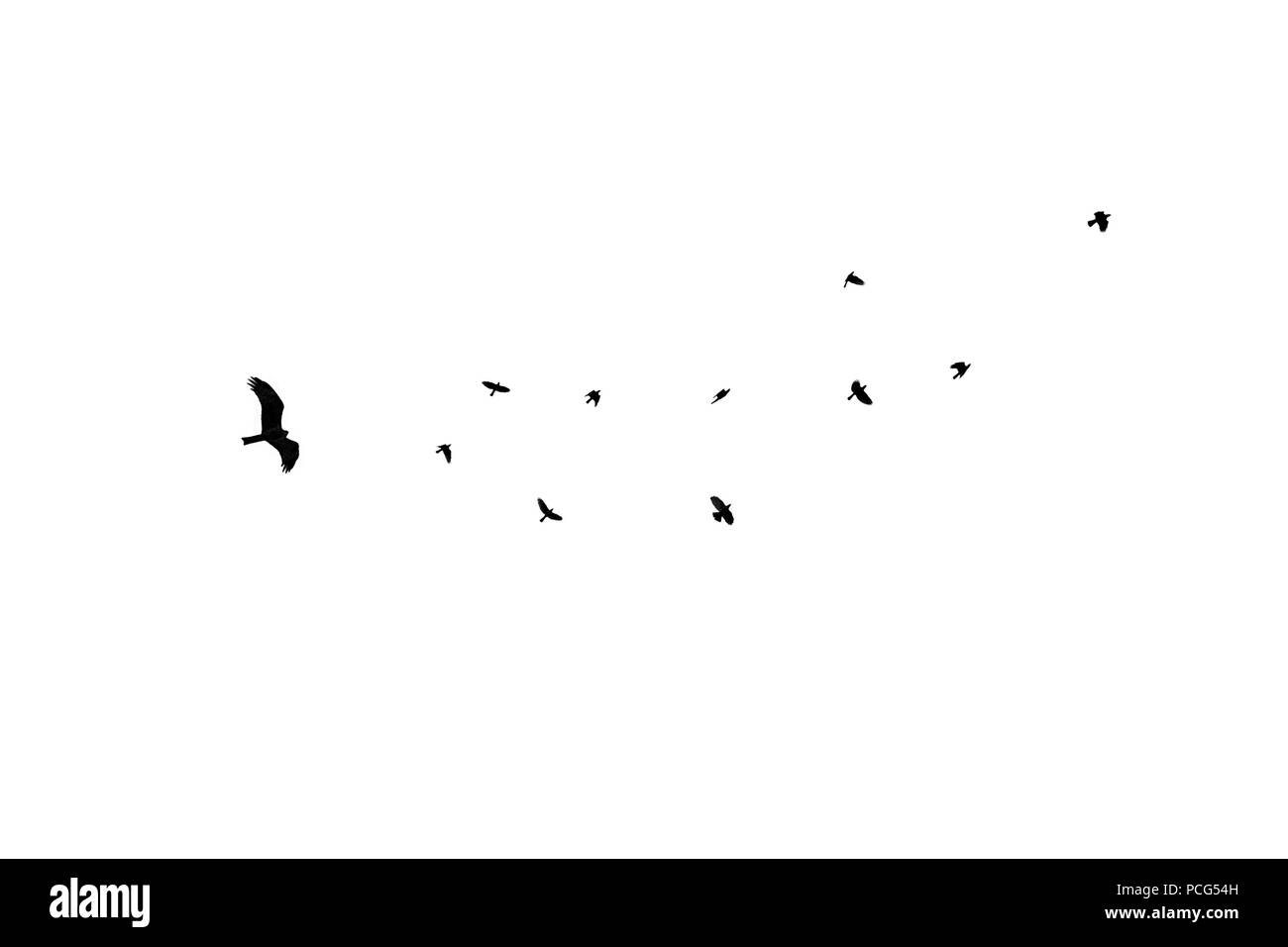 birds different sizes isolated, flock black crow at white background, eagle chase flock of crows Stock Photo