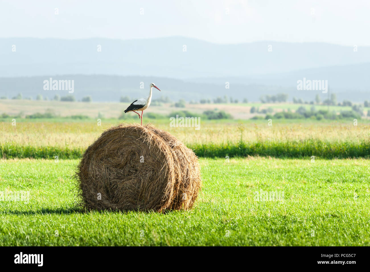 Stork on dry hay bale Stock Photo