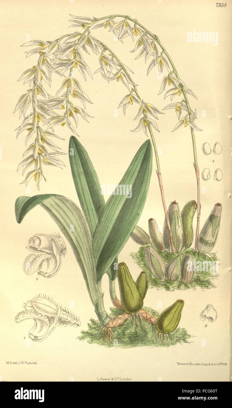104 Bulbophyllum auricomum - Curtis' 130 (Ser. 3 no. 60) pl. 7938 (1904) Stock Photo
