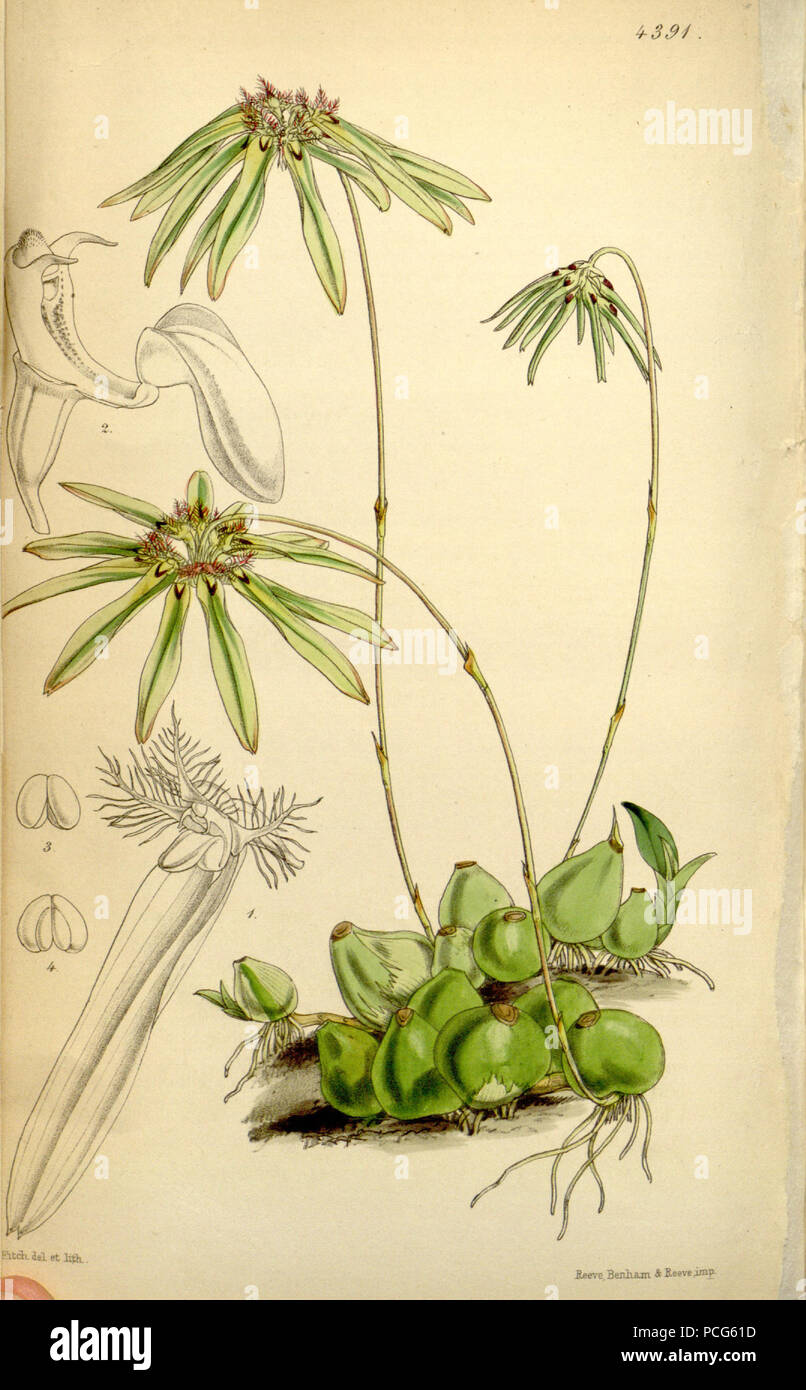 104 Bulbophyllum fimbriatum (as Cirrhopetalum fimbriatum) - Curtis' 74 (Ser. 3 no. 4) pl. 4391 (1848) Stock Photo