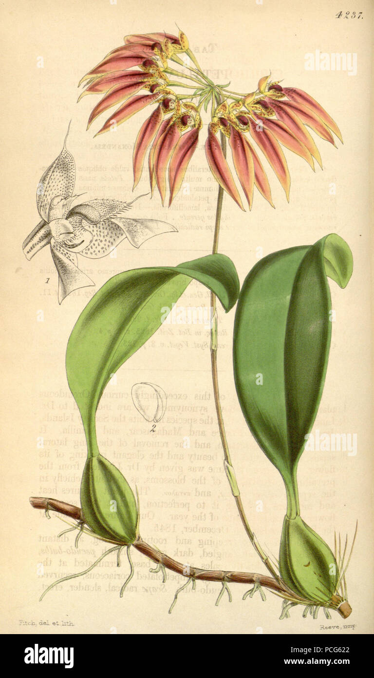 104 Bulbophyllum longiflorum (as Cirrhopetalum thouarsii) - Curtis' 72 (Ser. 3 no. 2) pl. 4237 (1846) Stock Photo
