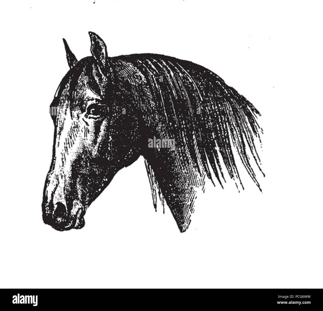 Cabeza de caballo hi res stock photography and images Alamy