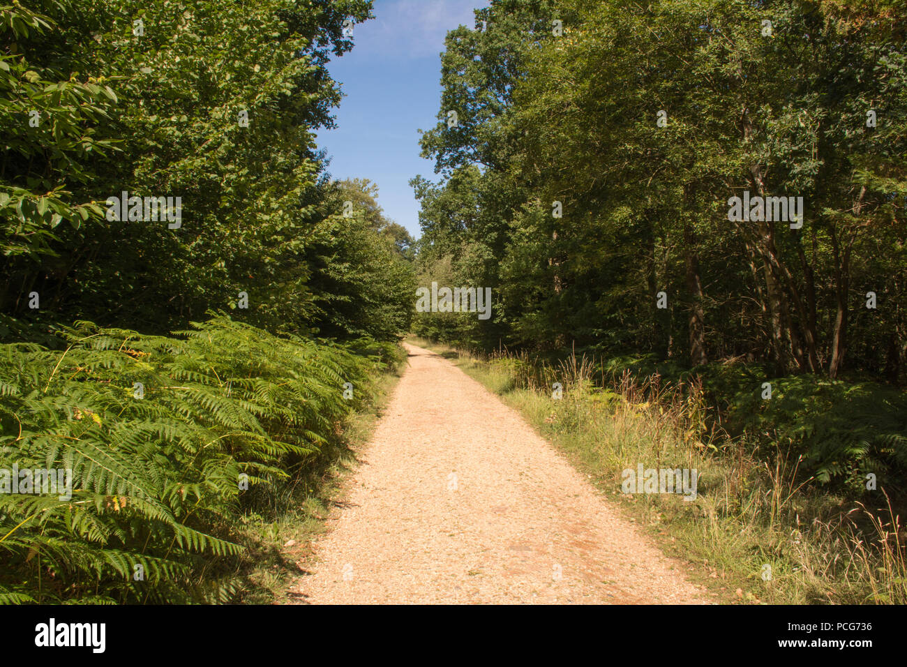 Summer view of Alice Holt Forest on Surrey/Hampshire border with a walking or cycling track. Stock Photo