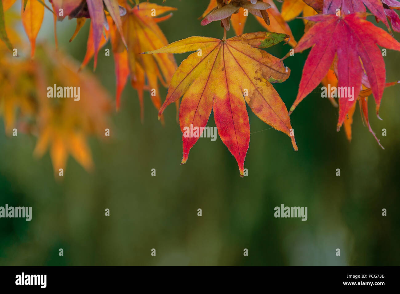 Branch with yellow maple leaves on blurred park background. Autumn ...