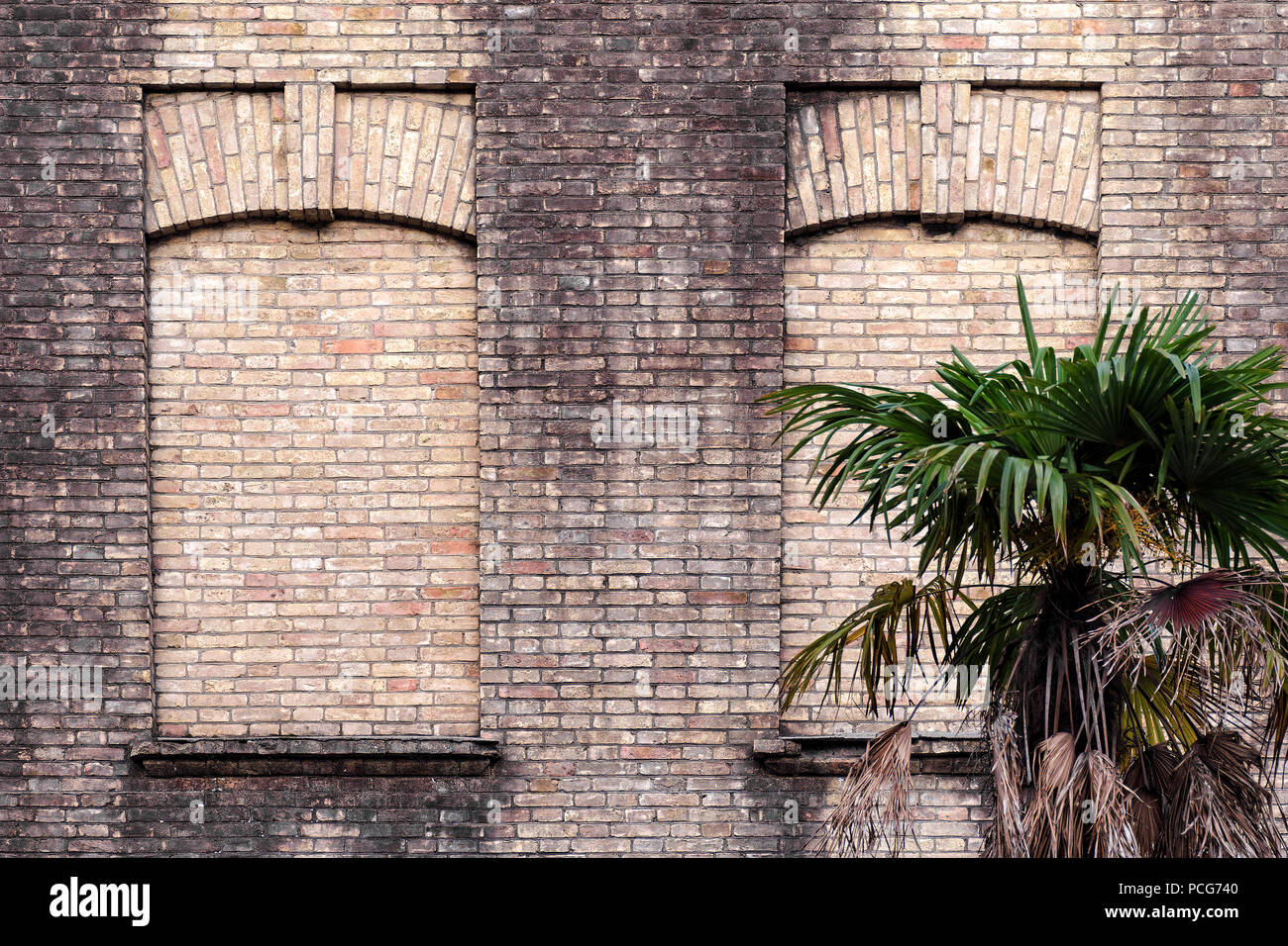 Old brick wall with two false windows, green palm tree near building. Abstract vintage style architecture background.  Batumi, Georgia. Stock Photo