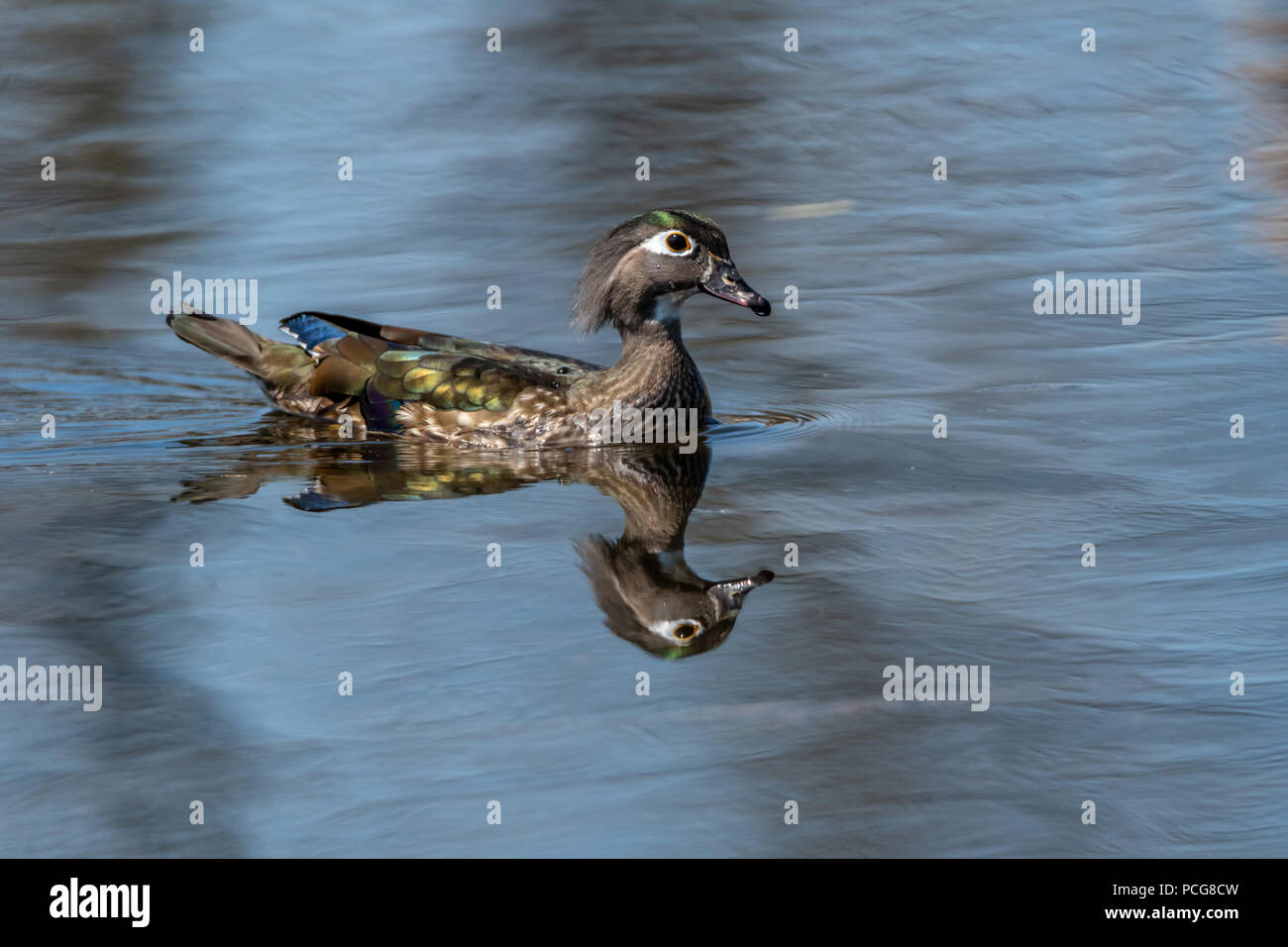 Female wood duck (Aix sponsa) swimming reflected in the water. Stock Photo