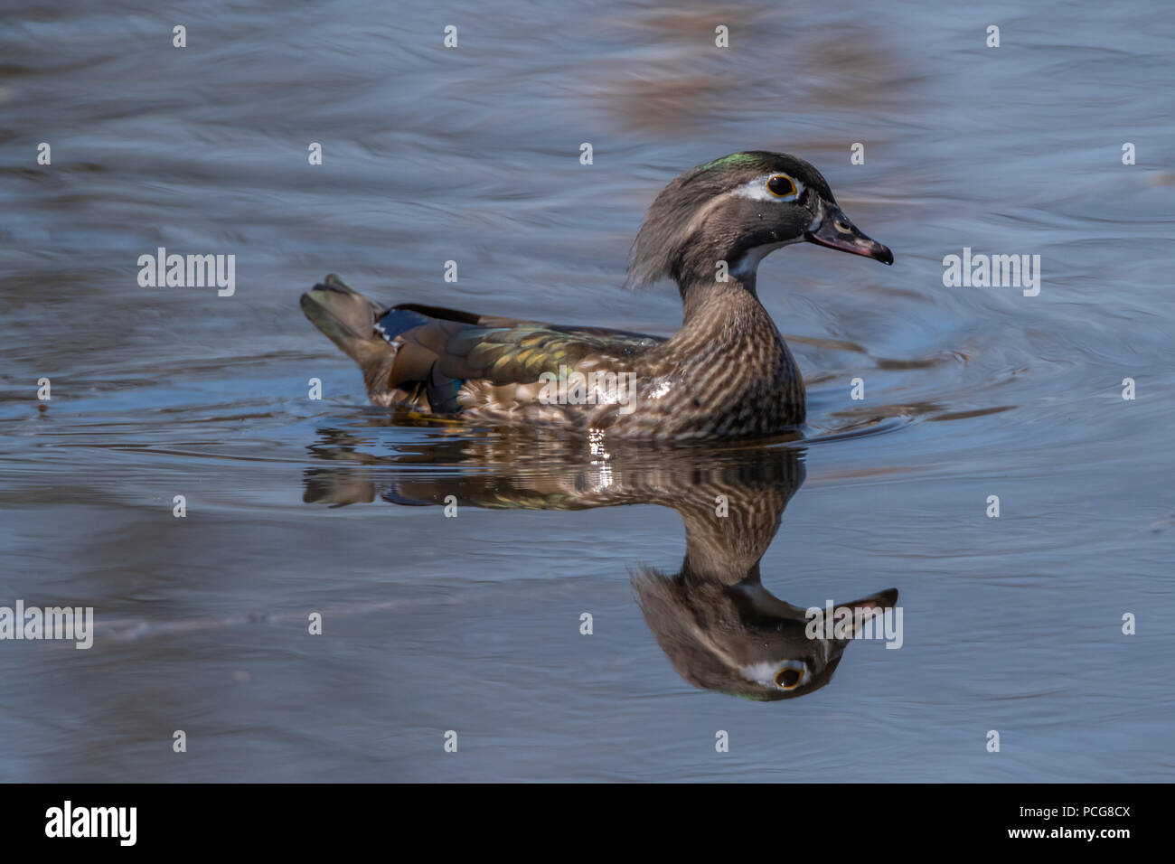 Female wood duck (Aix sponsa) swimming reflected in the water. Stock Photo