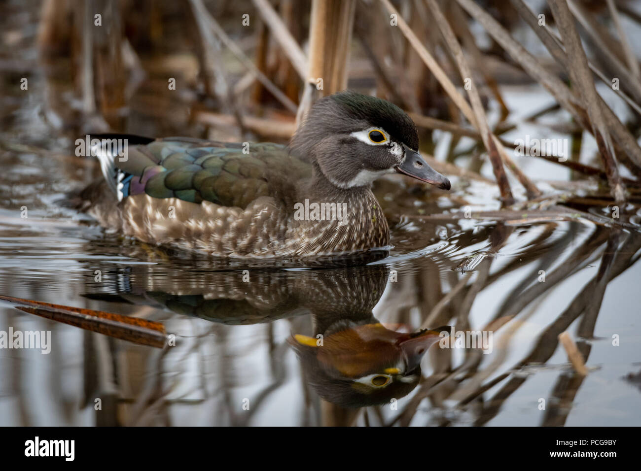 Female wood duck (Aix sponsa) reflected in the water as it swims past cattails in a marsh. Stock Photo