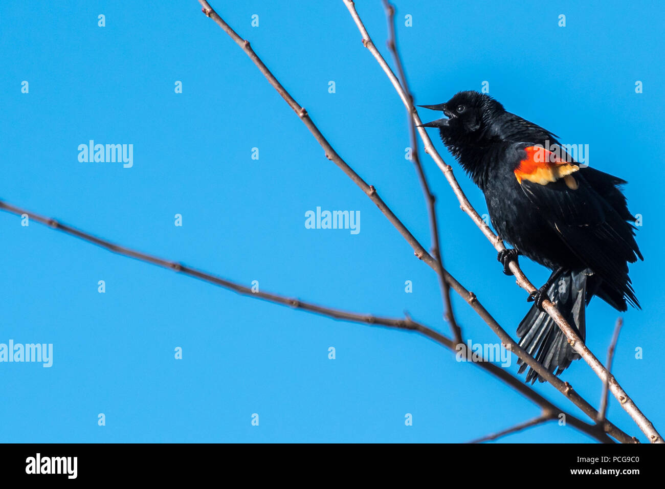 Male Red-winged Black Bird (Agelaius phoeniceus) perched on a tree branch calling. Stock Photo