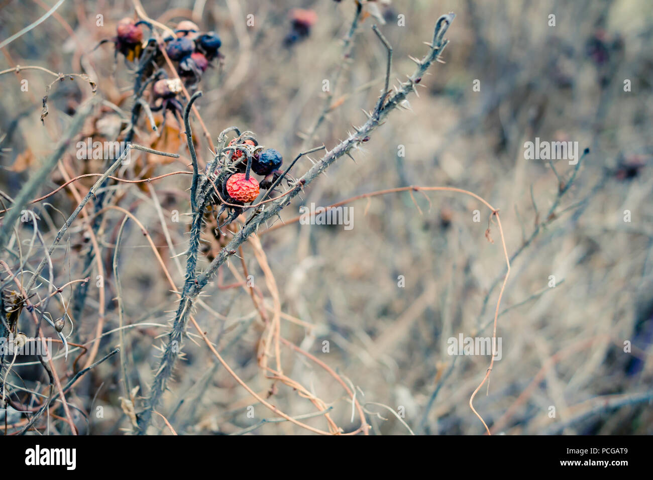 Shrivelled, wrinkled rose hips in winter on a very thorny dry branch of a rose bush. Stock Photo