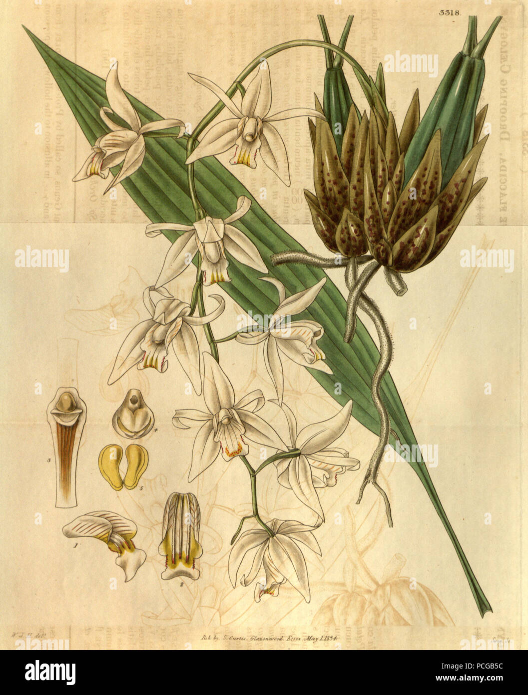 137 Coelogyne flaccida - Curtis' 61 (N.S. 8) pl. 3318 (1834) Stock Photo
