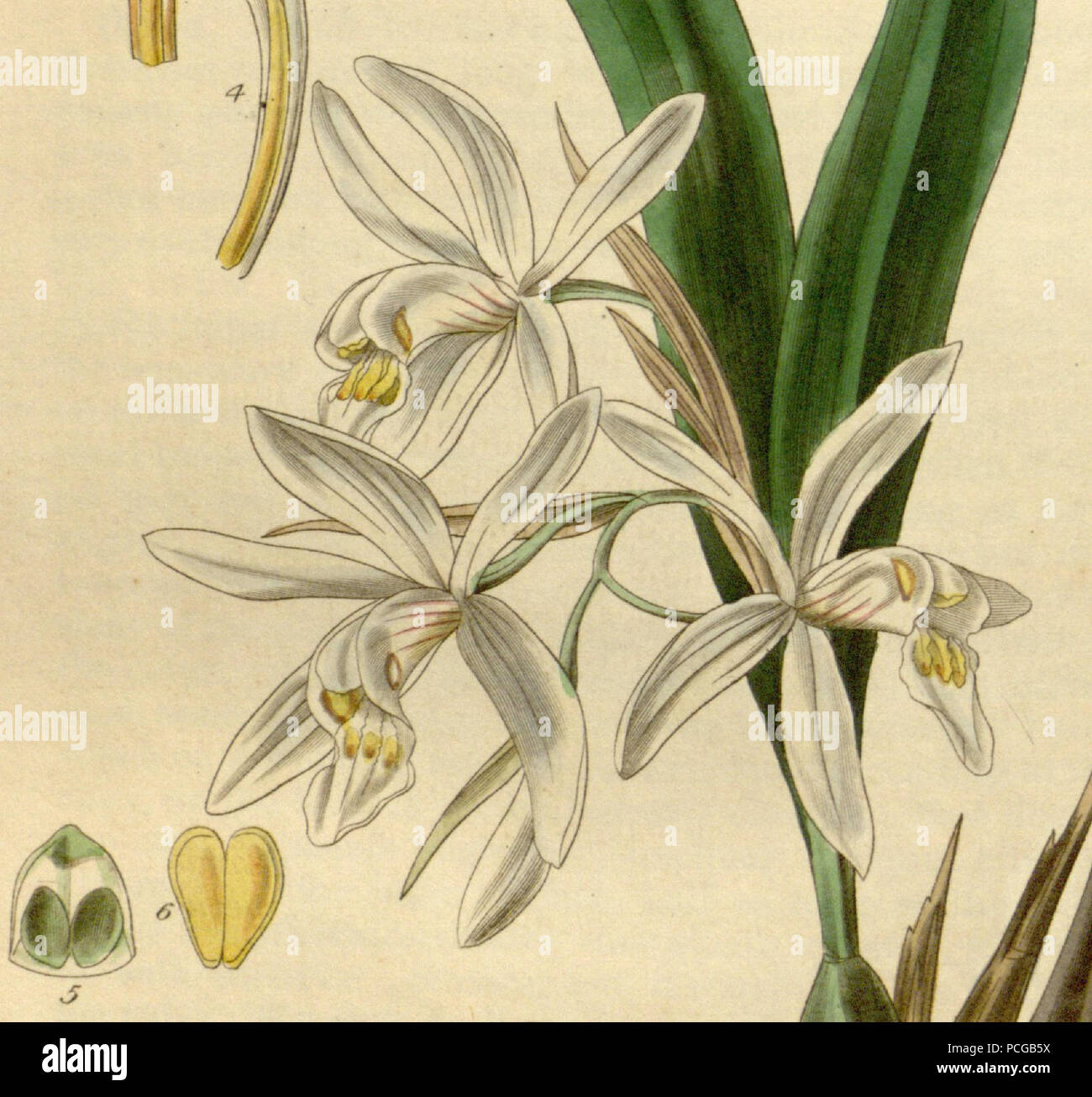 137 Coelogyne punctulata f. punctulata (as Coelogyne ocellata) - Curtis' 66 (N.S. 13) pl. 3767 (1840) (cropped) Stock Photo
