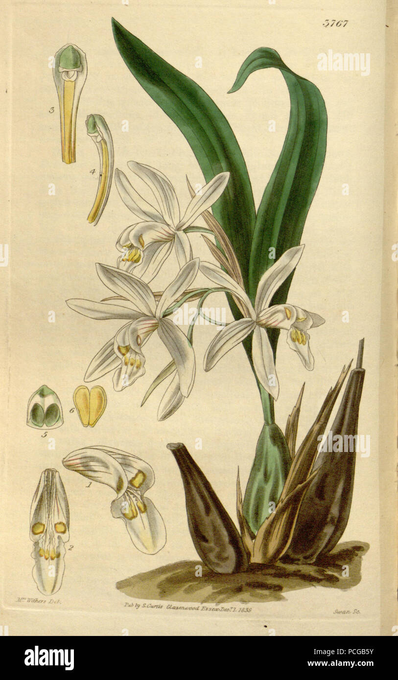 137 Coelogyne punctulata f. punctulata (as Coelogyne ocellata) - Curtis' 66 (N.S. 13) pl. 3767 (1840) Stock Photo