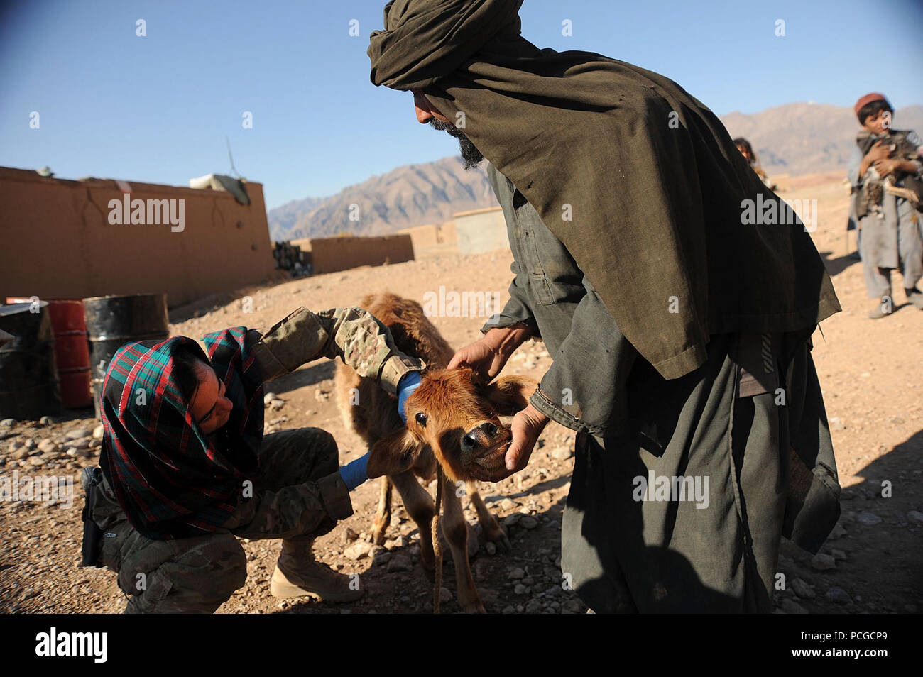 A veterinarian attached to Combined Joint Special Operations Task Force - Afghanistan, treats a villager's sick calf during a veterinarian assistance project in Gizab district, Uruzgan Province, Nov. 30. Stock Photo