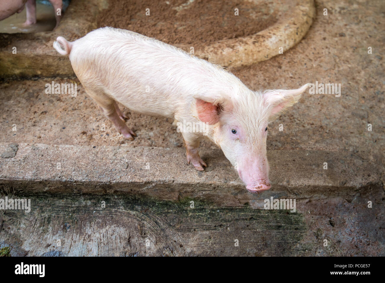A pig (Sus) with a long snout looks at the camera in Ganta, Liberia Stock Photo