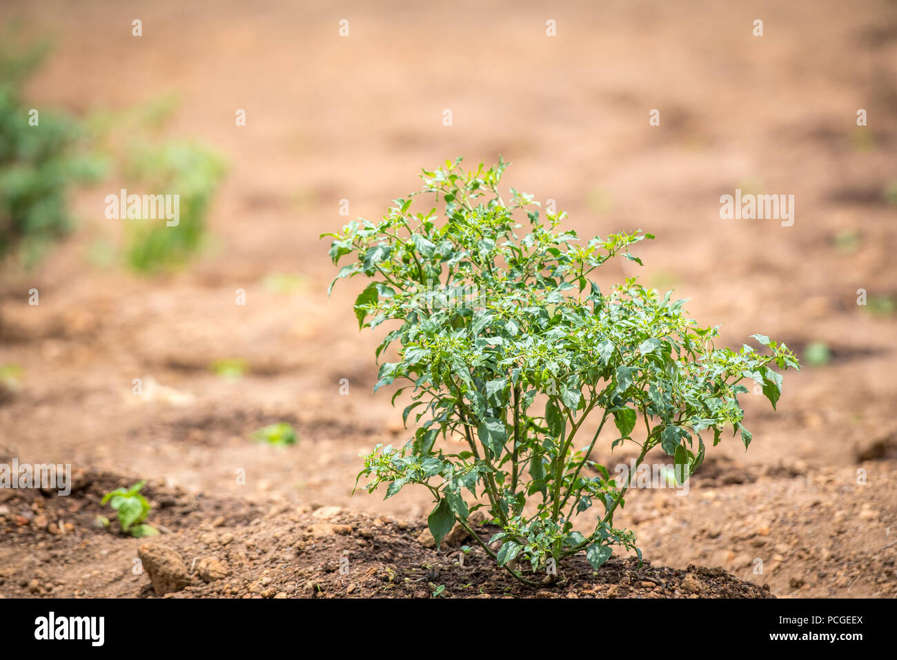 A pepper plant in the early stages of growth in Ganta, Liberia Stock Photo