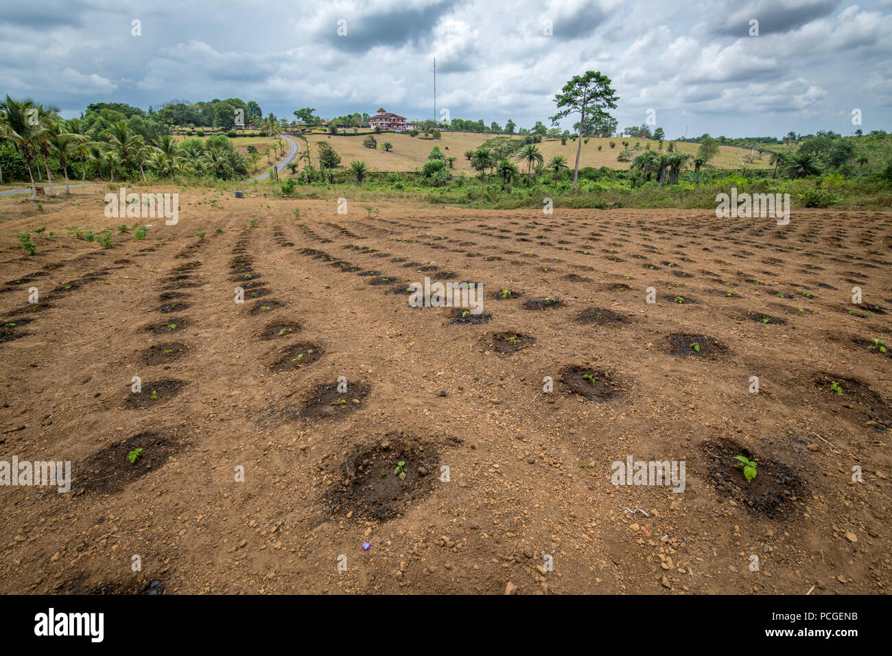 Rows of small pepper plants in the early stages of growth in Ganta, Liberia Stock Photo